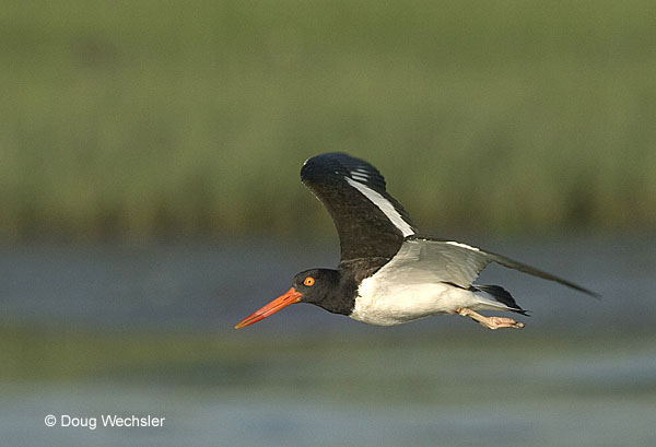 American Oystercatcher in  flight  © Doug Wechsler